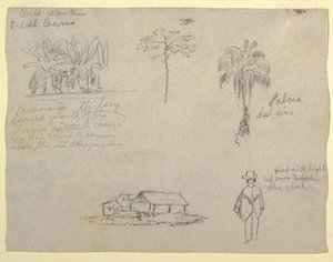 絵、植物のスケッチ、1853 作： Frederic Edwin Church